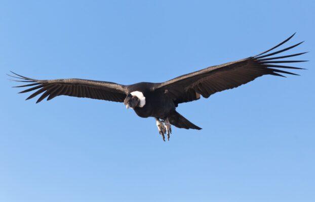 El Cóndor Pasa – From bird wings to wind turbines?
