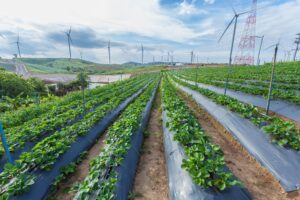 Strawberry fields forever: Productive coexistence of wind and agricultural infrastructure.