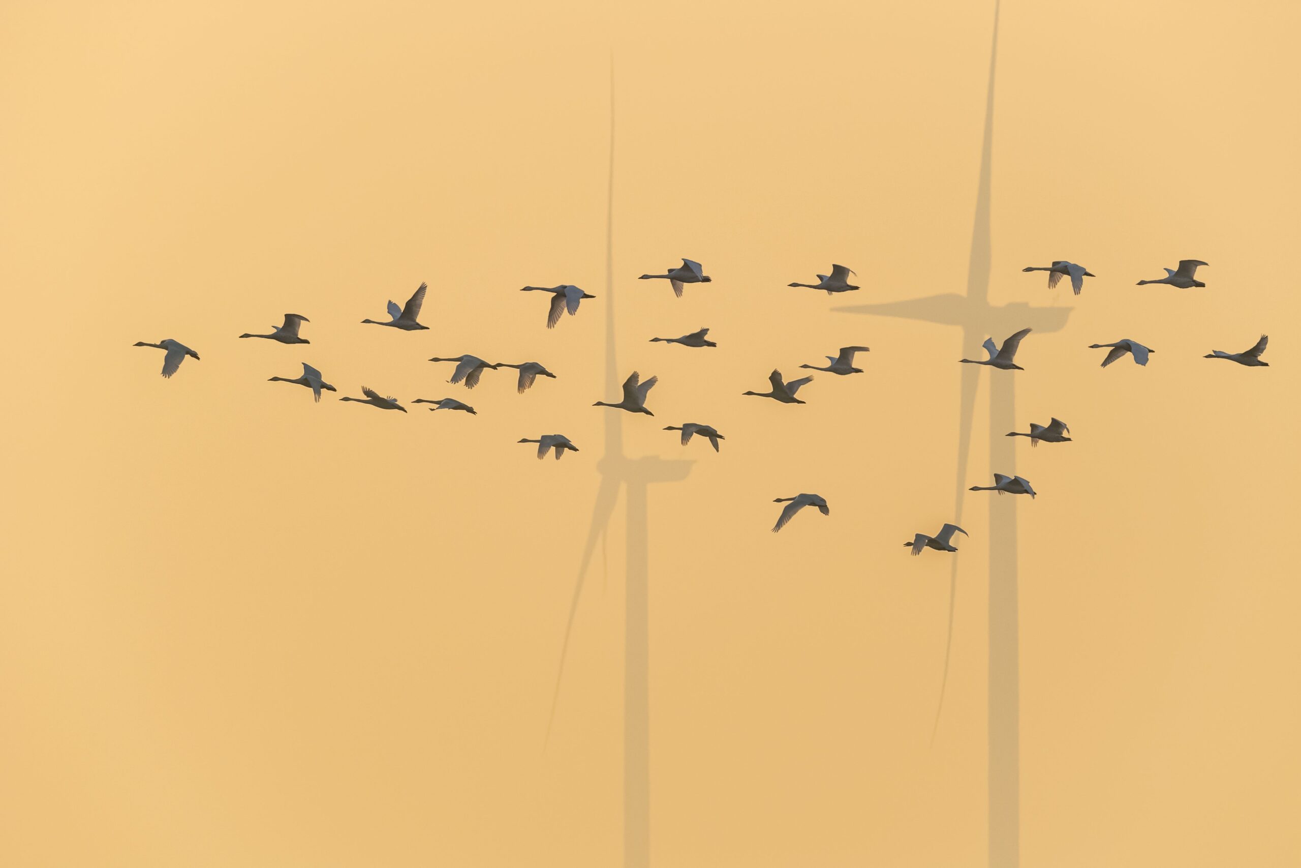 Birds steer clear